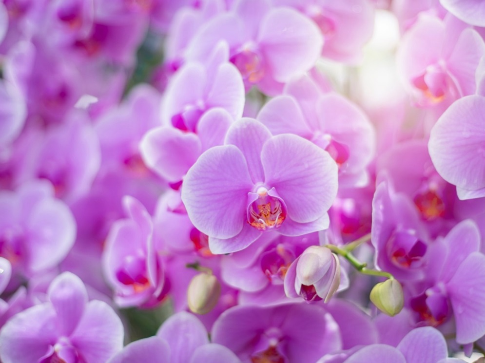 Hnojiva na orchideje a